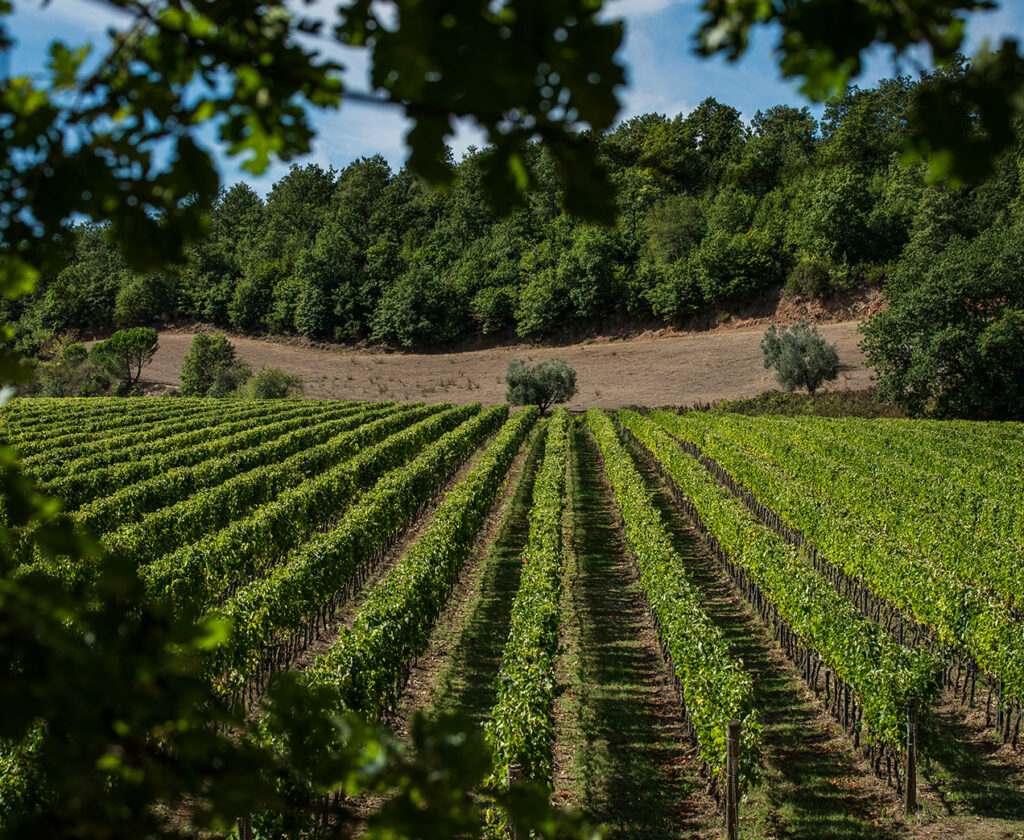 Vinattieri 1385 Fattoria Aldobrandesca Vineyards