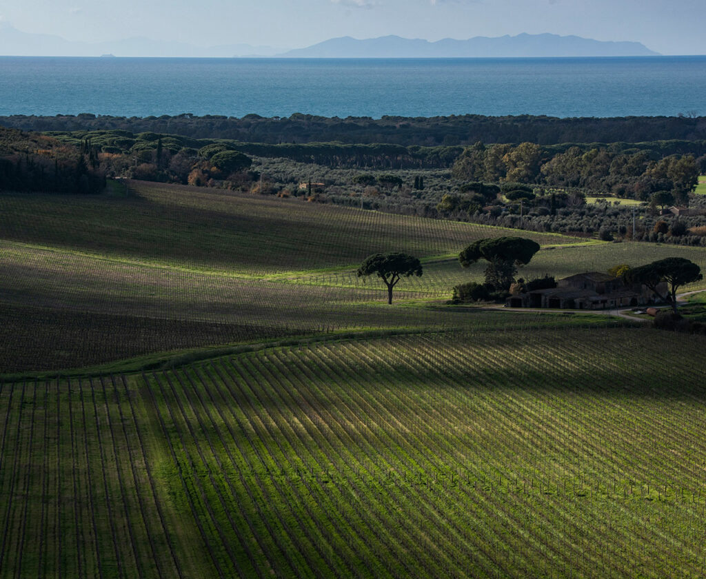 Vinattieri 1385 Guado Al Tasso Vineyards