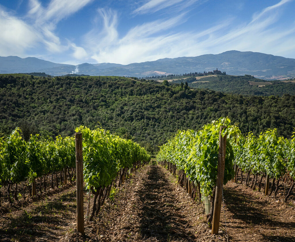 Vinattieri 1385 Pian Delle Vigne Vineyards