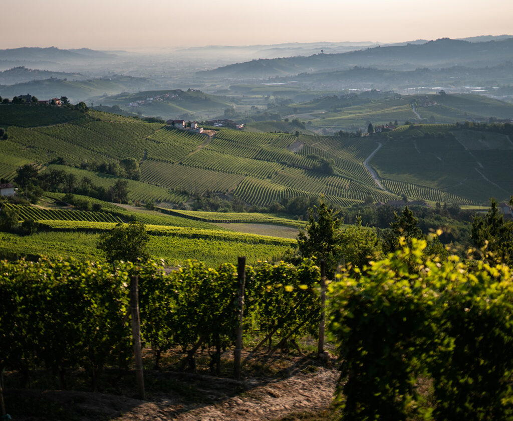 Vinattieri 1385 Prunotto Vineyards