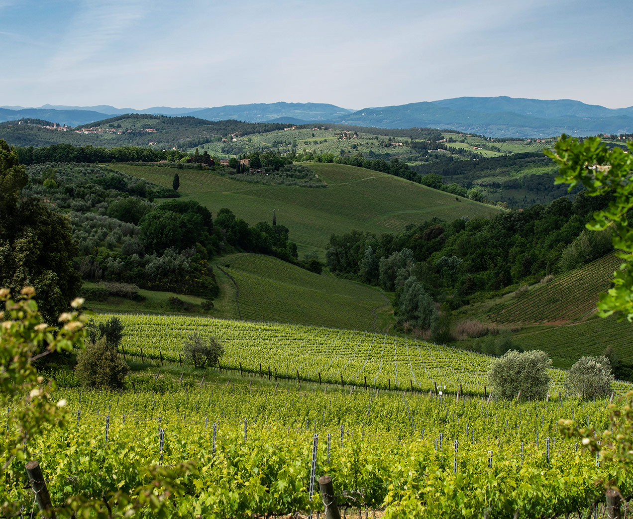 Vinattieri 1385 Santa Cristina Vineyards