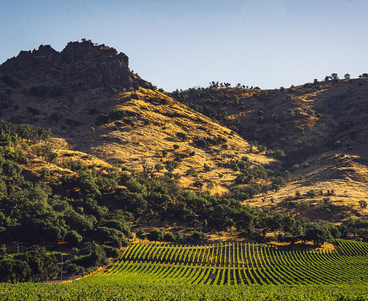 Vinattieri 1385 Stag's Leap Vine Cellars Vineyards