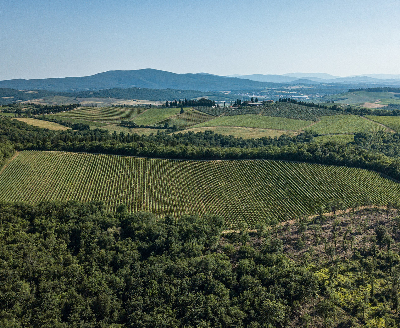 Vinattieri_1385_Fattoria_Buiano_Vineyards
