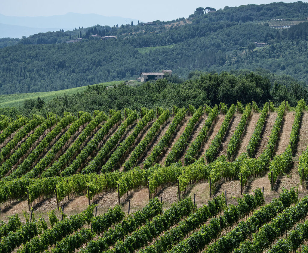 Vinattieri 1385 Fattoria San Sano Vineyards