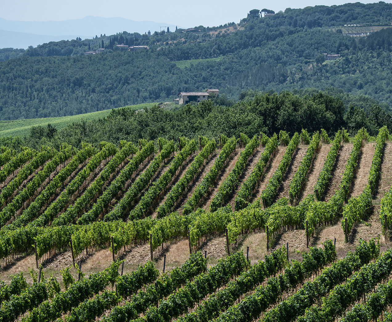 Vinattieri_1385_Fattoria_San_Sano_Vineyards