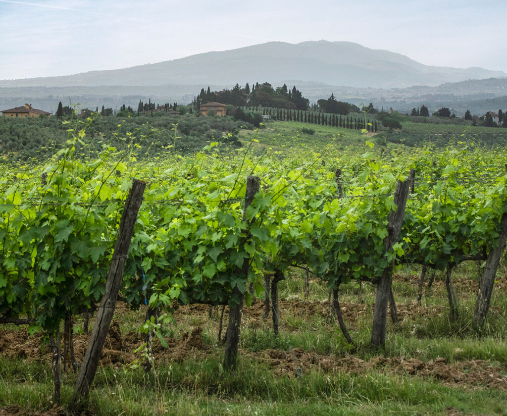 Vinattieri 1385 Villa Cigliano Vineyards