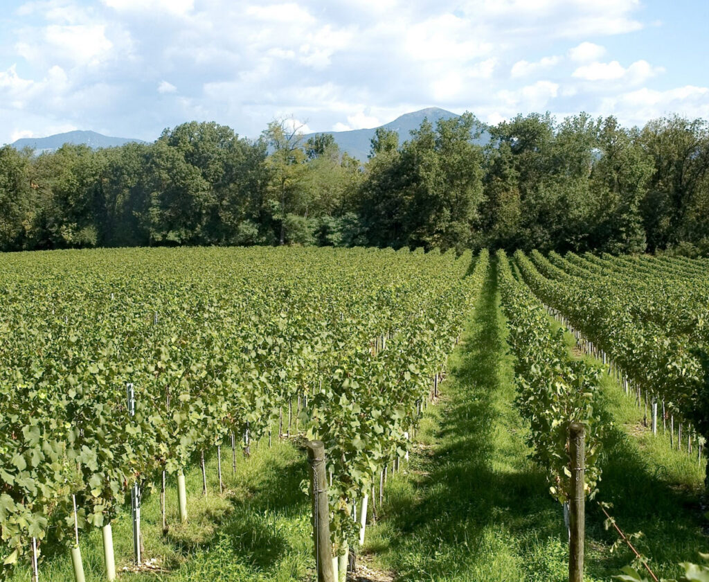 Vinattieri 1385 Tenuta Montenisa Vineyards