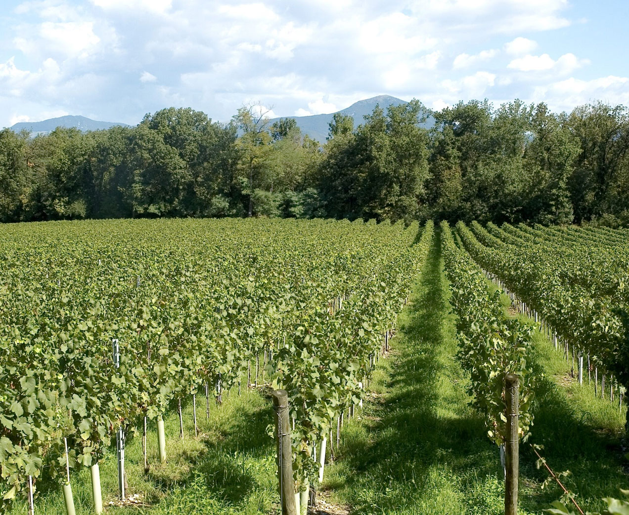 Vinattieri_1385_Tenuta_Montenisa_Vineyards